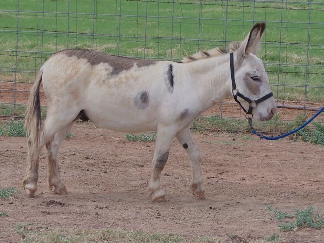 GP_Oscars_LoneStar_Luke_Photo